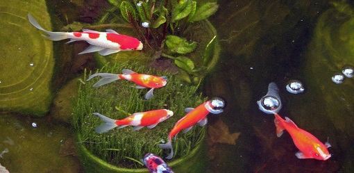 Komeetstaart (Sarasa) is een goede vis voor in de vijver